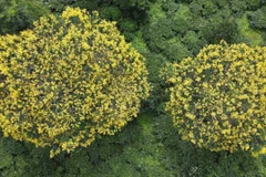 [Photo] Ngắm vẻ đẹp của hoa muồng vàng nở rực tại Gia Lai