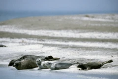 Hải cẩu Caspi (Nguồn: Reuters.)