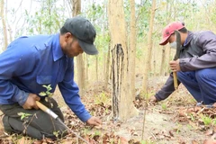 Người dân làng A Lao chăm sóc rừng trắc của mình. (Ảnh: Hoài Nam/TTXVN)