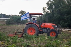 Một nhân viên tình nguyện lái máy cày tại một trang trại miền Trung Israel. (Ảnh: Vũ Hội/TTXVN)