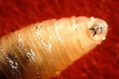 Ảnh minh họa. (Nguồn: AP)