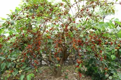 Vựa dâu ngoại thành Hà Nội - điểm du lịch sinh thái hấp dẫn đầu hè