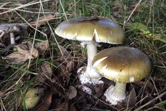 Phát hiện chất có khả năng ngăn độc tố ở loại nấm độc nhất thế giới