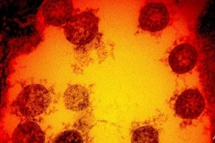 Virus SARS-CoV-2 gây bệnh Covid-19 mới được phát hiện gần đây tại Anh. (Nguồn: AFP)