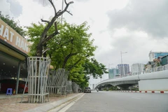 Cây sưa đỏ ở Hà Nội. (Ảnh:Minh Hiếu/TTXVN)