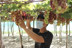 Trong ảnh: Anh Ngô Khắc Sơn (xã Vĩnh Hải, huyện Ninh Hải) thu hoạch nho bán cho thương lái. Ảnh: Nguyễn Thành – TTXVN 