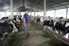 Ông Võ Văn Bây ở thôn Bồng Lai, xã Hiệp Thạnh, huyện Đức Trọng lo lắng khi cả đàn bò đang sốt và bỏ ăn. (Ảnh: Chu Quốc Hùng/TTXVN)