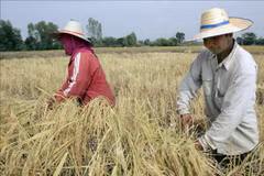 Nông dân thu hoạch lúa trên cánh đồng ở tỉnh Roi Et, Thái Lan. (Ảnh: AFP/TTXVN)