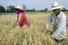 Nông dân thu hoạch lúa trên cánh đồng ở tỉnh Roi Et, Thái Lan. (Ảnh: AFP/TTXVN)