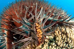 Sao biển gai đe dọa sự tồn tại của san hô khi đại dương ấm lên