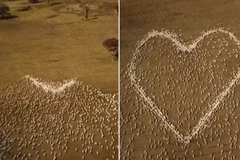 Hình trái tim bằng cừu của Ben Jackson.(Nguồn: Dailymail)