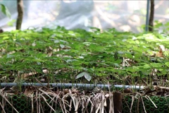 Vườn ươm cây sâm Ngọc Linh tại Công ty cổ phần sâm Ngọc Linh Kon Tum. (Ảnh tư liệu: Cao Nguyên/TTXVN)