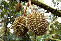 Hai đối tượng bị tạm giữ do cắt trộm gần 700kg sầu riêng