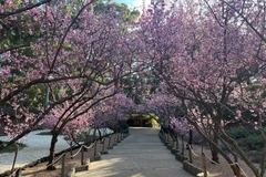 Trải nghiệm thú vị về văn hóa Nhật Bản tại “xứ sở Chuột túi”