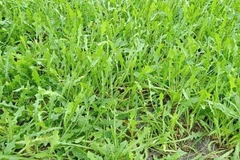 Bảo tồn cây dược liệu quý trên vùng đất cát Quảng Bình