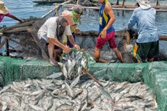 Chính phủ Philippines cấm đánh bắt cá do sự cố tràn dầu