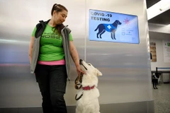 Chó được sử dụng để phát hiện virus SARS-CoV-2 tại Phần Lan. (Nguồn: AFP/Getty Images) 