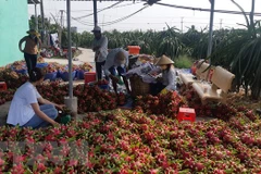 Ảnh minh họa (Nguồn: AFP/TTXVN) 