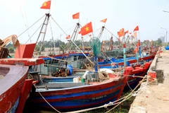Tàu thuyền neo đậu tại Cảng cá Tân Sơn, huyện Thái Thụy để tránh bão số 3. (Ảnh: Thế Duyệt/TTXVN)