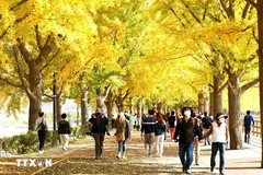 Con đường cây Ngân hạnh ở thành phố Asan thuộc tỉnh Nam Chungcheong, Hàn Quốc. (Ảnh: Anh Nguyên/TTXVN) 