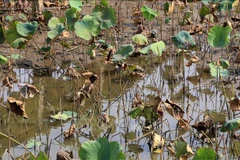 Sen bị thối ngó, cháy lá có thể làm giảm năng suất trên 50%. (Nguồn: TTXVN)