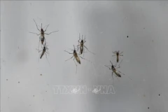 Ảnh minh họa(Nguồn: AFP/TTXVN)