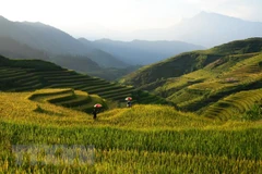 Những thửa ruộng bậc Sa Pa tuyệt đẹp dần chuyển mình từ xanh sang vàng. (Ảnh: Quốc Khánh/TTXVN) 