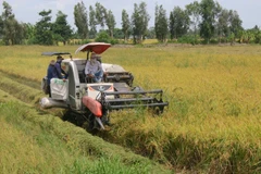 Thu hoạch lúa Hè Thu tại huyện Châu Thành A. (Ảnh: Duy Khương/TTXVN)