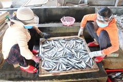 Trúng mùa cá nục, ngư dân của tỉnh Quảng Trị có thu nhập cao 