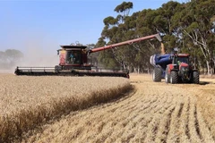 Thu hoạch lúa mỳ. (Ảnh: AFP/TTXVN) 