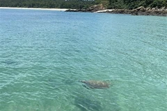 Nhiệt độ cao làm giảm số lượng rùa đực một cách đáng lo ngại