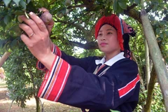 [Photo] Ngày hội hái quả mận hậu Mộc Châu năm 2023