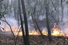 Kịp thời dập tắt vụ cháy rừng keo trồng tại Quảng Ngãi