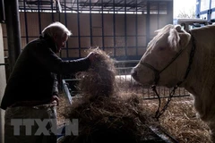 Hàn Quốc thắt chặt kiểm dịch thịt bò Mỹ nhập khẩu