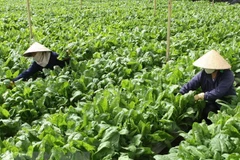 Chăm sóc vườn rau tại Đà Lạt. (Ảnh: Phương Vy/TTXVN) 