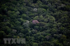 Thiết bị sử dụng trí tuệ nhân tạo ngăn chặn nạn chặt phá rừng