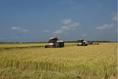 Bà con nông dân thu hoạch lúa vụ Đông Xuân. (Ảnh: Hoàng Nhị/TTXVN) 