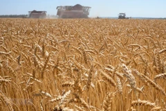 G7 chỉ trích Ấn Độ quyết định dừng xuất khẩu lúa mỳ