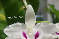 Ảnh minh họa (Nguồn: Vietnamnet)