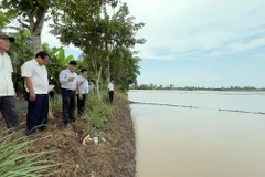 Nhiều diện tích lúa bị ngập sâu sau cơn mưa lớn kéo dài trên địa bàn tỉnh Bạc Liêu, ngày 2/11. (Ảnh: Chanh Đa/TTXVN) 