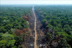 Ảnh tư liệu. (Nguồn: AFP/TTXVN) 
