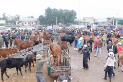 Chợ Ú, chợ đầu mối trâu bò thuộc diện lớn nhất Đông Nam Á, giao dịch phiên cuối cùng của năm cũ. (Ảnh: Nguyễn Oanh/TTXVN) 