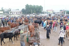 Chợ Ú, chợ đầu mối trâu bò thuộc diện lớn nhất Đông Nam Á, giao dịch phiên cuối cùng của năm cũ. (Ảnh: Nguyễn Oanh/TTXVN) 