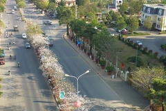 Hoa ban nở rộ giữa lòng phố núi Sơn La 