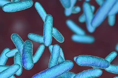 Một loại vi khuẩn. (Ảnh: Shutterstock) 