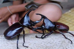 Người dân Australia chuộng các loài động vật không xương làm thú cưng