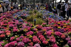 Ngập tràn sắc màu tại triển lãm hoa đặc biệt ở xứ Cảng Thơm