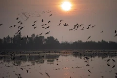 Đàn cò bay lượn, tìm thức ăn trên cánh đồng gần vùng đệm của Vườn Quốc gia Tràm Chim, thuộc huyện Tam Nông, tỉnh Đồng Tháp. (Ảnh: Nhựt An/TTXVN)