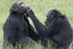 Ảnh minh họa (Nguồn: AP)