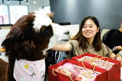 Thú cưng nơi công sở- Lạc đà Alpaca ( Nguồn: Oddity Central)